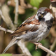 House sparrow. Image: Wikimedia Commons